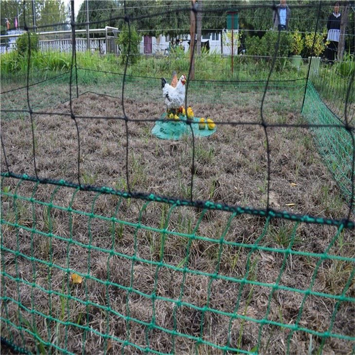 Fine Chicken Net With Color