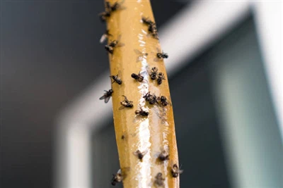 How To Get Rid of House Flies How To Get Rid of House Flies
